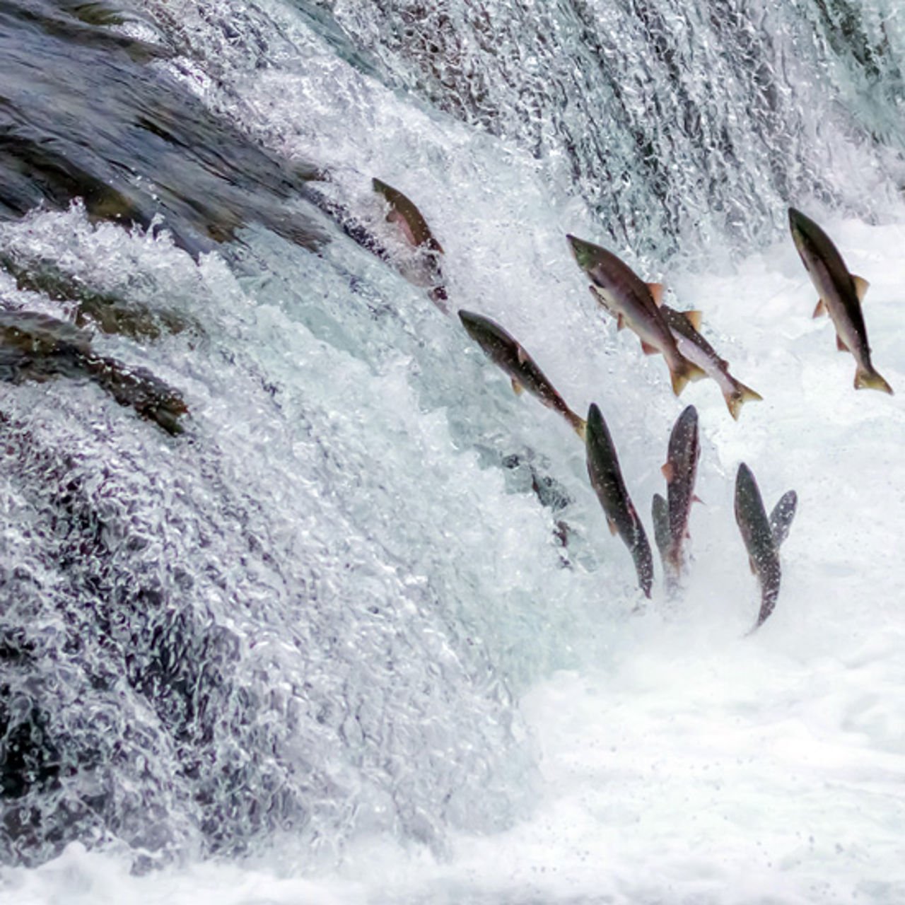 Salmon in river